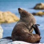 Toby wanders the barn artist in residece abel tasman nz fur seal