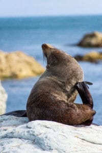 Toby wanders the barn artist in residece abel tasman nz fur seal