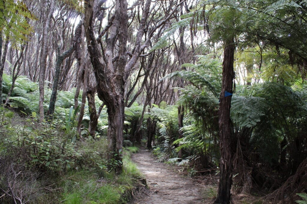 Pitt head Forest Abel tasman trips