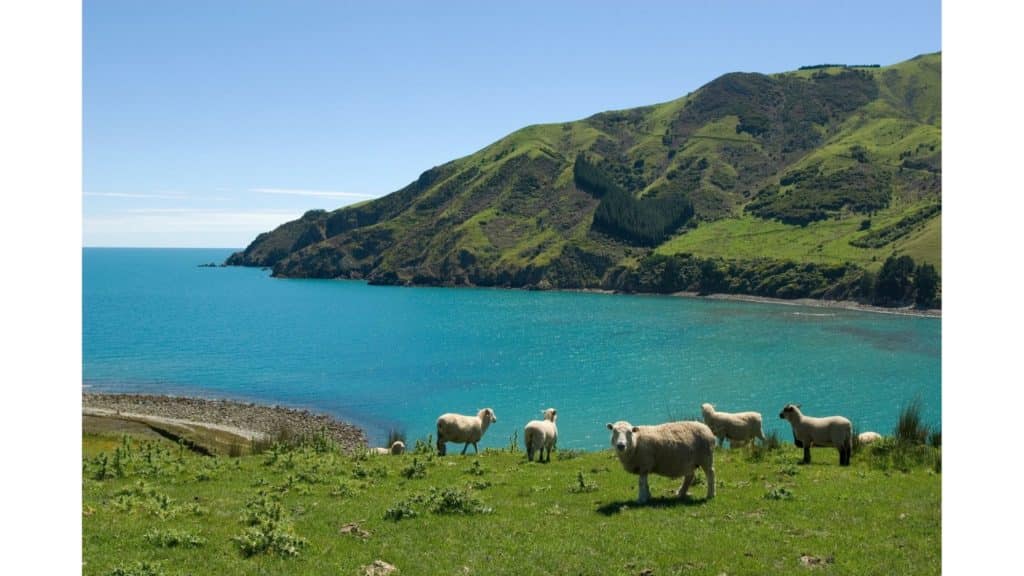 Sheep at Cable Bay