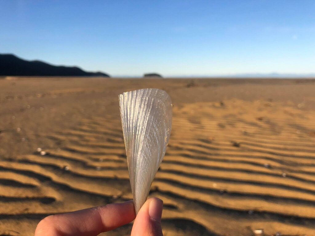 Porters beach - Abel tasman Trips