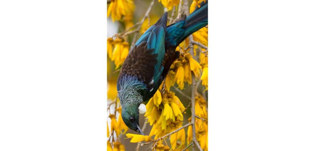 Kowhai tree tui from nz nurseries at the barn cabins and camp