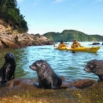 Abel Tasman trips Kayaking