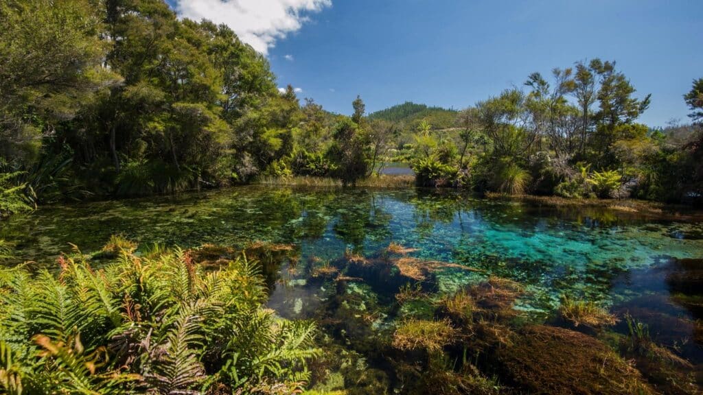 Te Waikoropupū Springs, pupu springs - abel tasman trips
