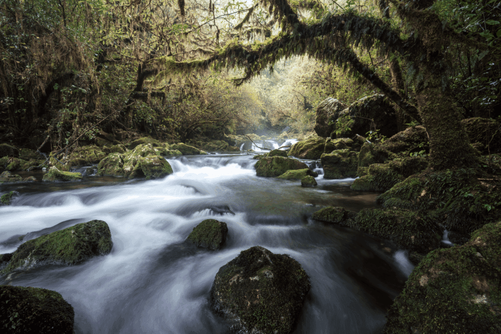 riwaka resurgence river mist - abel tasman trips