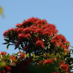 pohutukawa flowers
