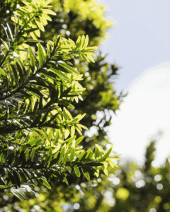 totara leaves in the sun