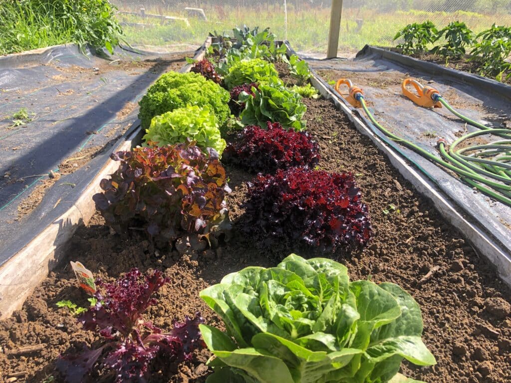 vegi garden at the barn cabins and camp