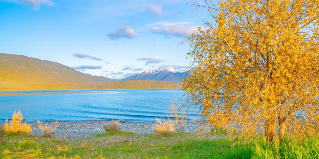 kowhai at the lake by nz nurseries